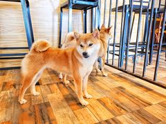 -柴源莊·柴小宠柴犬咖啡