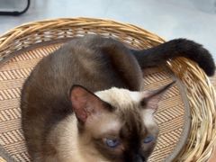 -Heymao猫咖.咖啡厅(东门店)