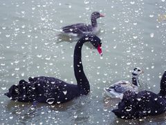 -艾溪湖湿地公园