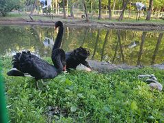 -长白岛森林公园