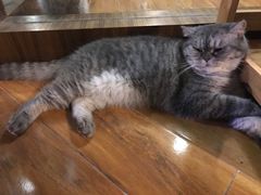 -喵园·猫主题咖啡厅·撸猫·猫咖(国贸店)