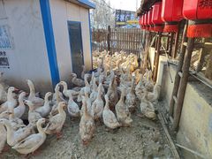 -鱼窝棚柴火铁锅炖(富山屯店)