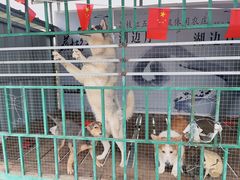-荔枝红五号农庄