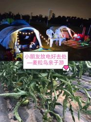 -麦粒鸟亲子游