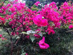 -重庆市江北嘴中央商务区中央公园