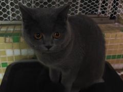 -博特宠物医院24h犬猫全科.骨科·异宠