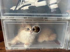 -东方名猫馆·英短金渐层布偶猫舍(环线广场1号楼店)