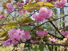 -上海共青森林公园