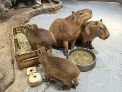 -Zoolung Zoolung动物主题公园(海信广场店)