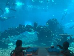 -海棠湾洲际-涛·海底餐厅·美人鱼·自助餐·海底隧道
