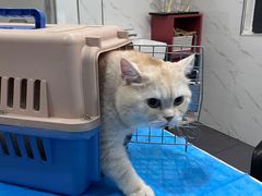-伟伟宠物医院·CT影像中心·瑞派犬猫综合性门诊(汉口总院)