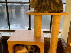 -more than meow吴止猫主题餐厅(承德 中船汇店)