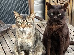 -喵屿·大理花园猫咖