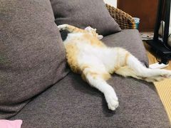 -猫音日语留学培训