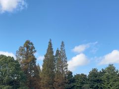 -上海滨江森林公园