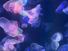 -海合安成都极地海洋公园
