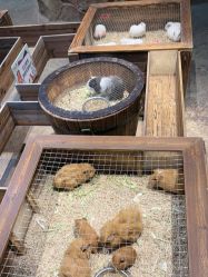 -酷嗒动物文化乐园(cutezoo西溪乐天城店)