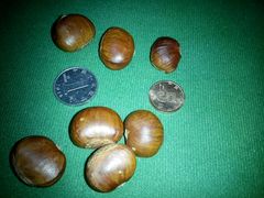 -金栗王(清扬路店)