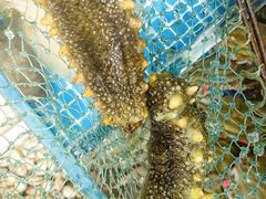 -宾朋海鲜特色美食餐厅·纯手工鲅鱼水饺(兴海路店)