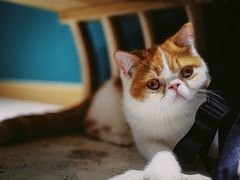 -飞行喵MR PILOT|猫舍·猫咖(静安大融城店)