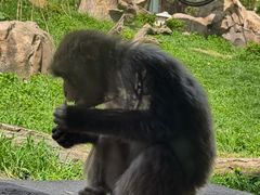 -林肯公园动物园