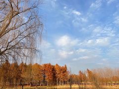 -贡湖湾湿地公园