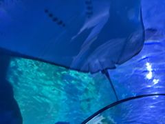 -蓬莱欧乐堡海洋极地世界