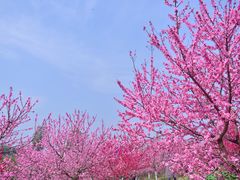 -秀丽东方