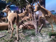 -国家自然博物馆