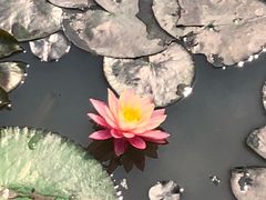 -大湾区中央湿地公园
