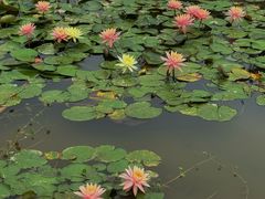 -东莞植物园