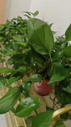 -奥本瑜伽·普拉提