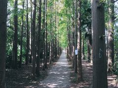 -上海长兴岛郊野公园