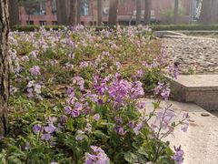 -清华大学-清芬园