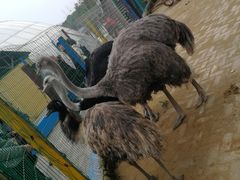 -武汉紫薇都市田园