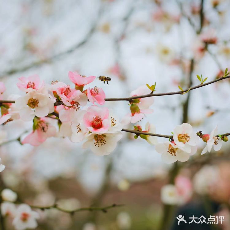 武汉旅行攻略/武汉东湖磨山樱园