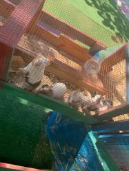 -萌宠亲子动物乐园(槐房万达店)