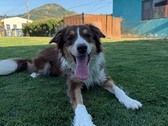 -趣玩宠物乐园寄养训犬训狗游泳池
