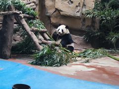 -成都动物园