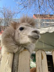 -萌宠亲子动物乐园(槐房万达店)