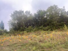 -五营红松林海景区