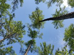 -莫尔道嘎国家森林公园