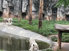 -重庆市奥林匹克体育中心-游泳跳水馆