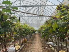 -马陆小张葡萄园农家乐