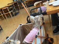 -小志家.野生菌鲜切牦牛肉牛杂火锅