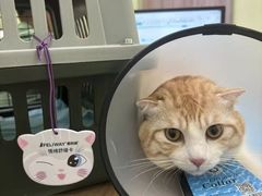 -瑞鹏宠物医院·宠保定点·心脏科·内科(御桥分院)