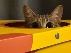 -帕帕拉兹宠物(亚洲旗舰店)