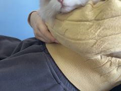 -瑞派福兴宠物医院犬猫全科·骨科·中西医结合(河东店)