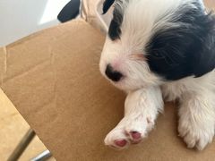 -瑞派宠物医院·犬猫全科·猫友好(宾水西道店)