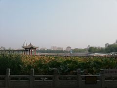 -莲花池公园
